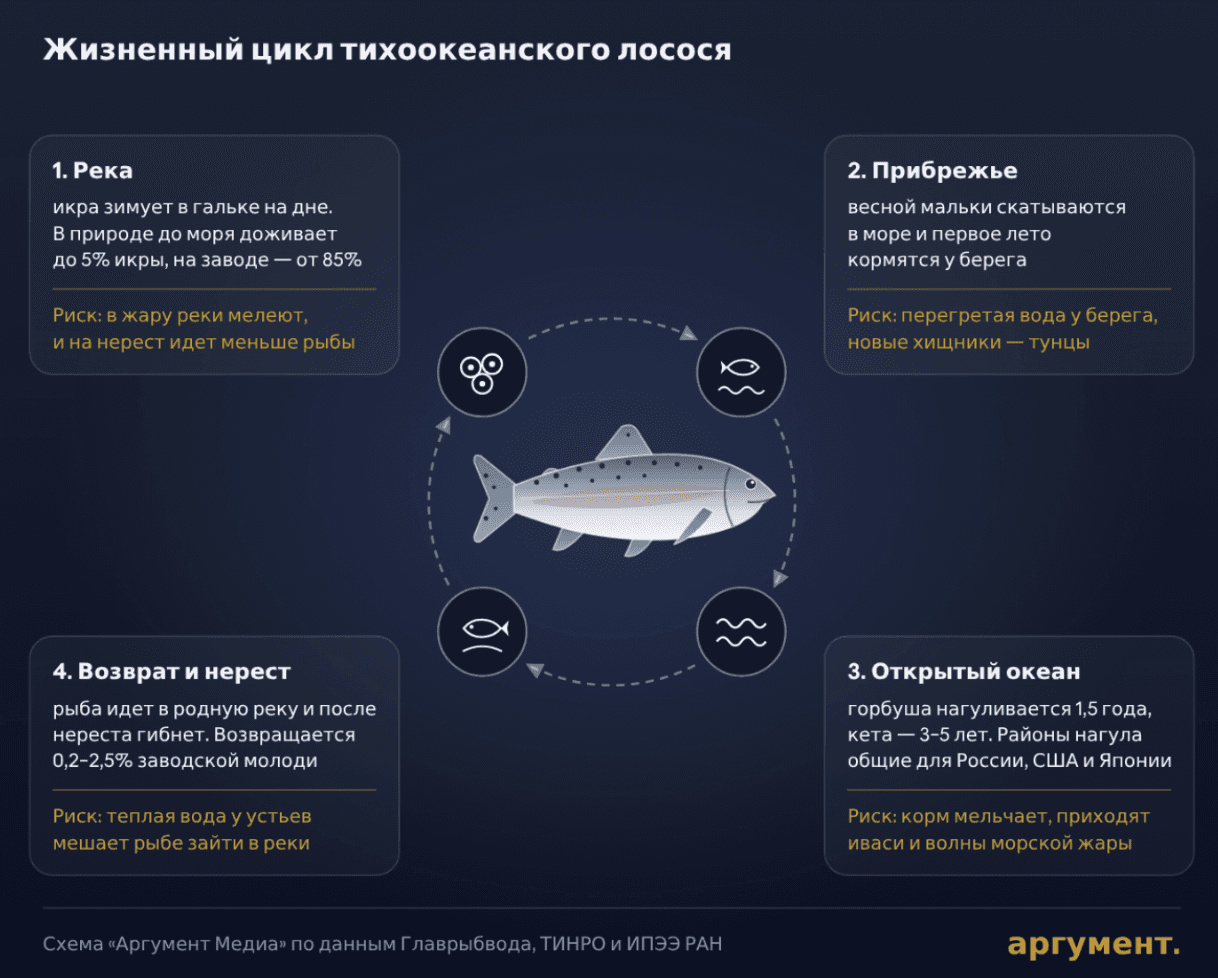 Жизненный цикл